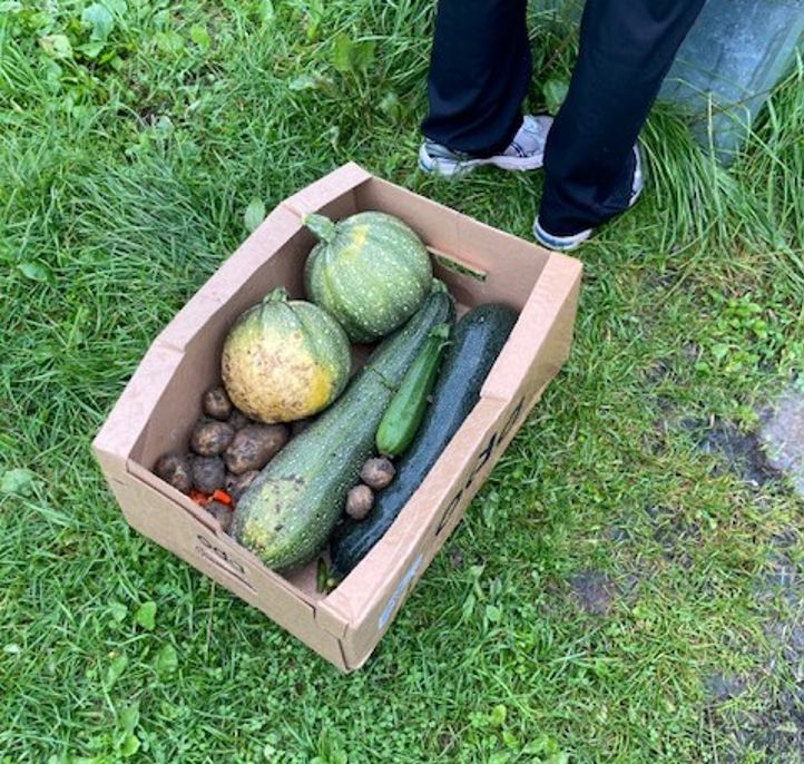 Grønnsaker fra skolehagen