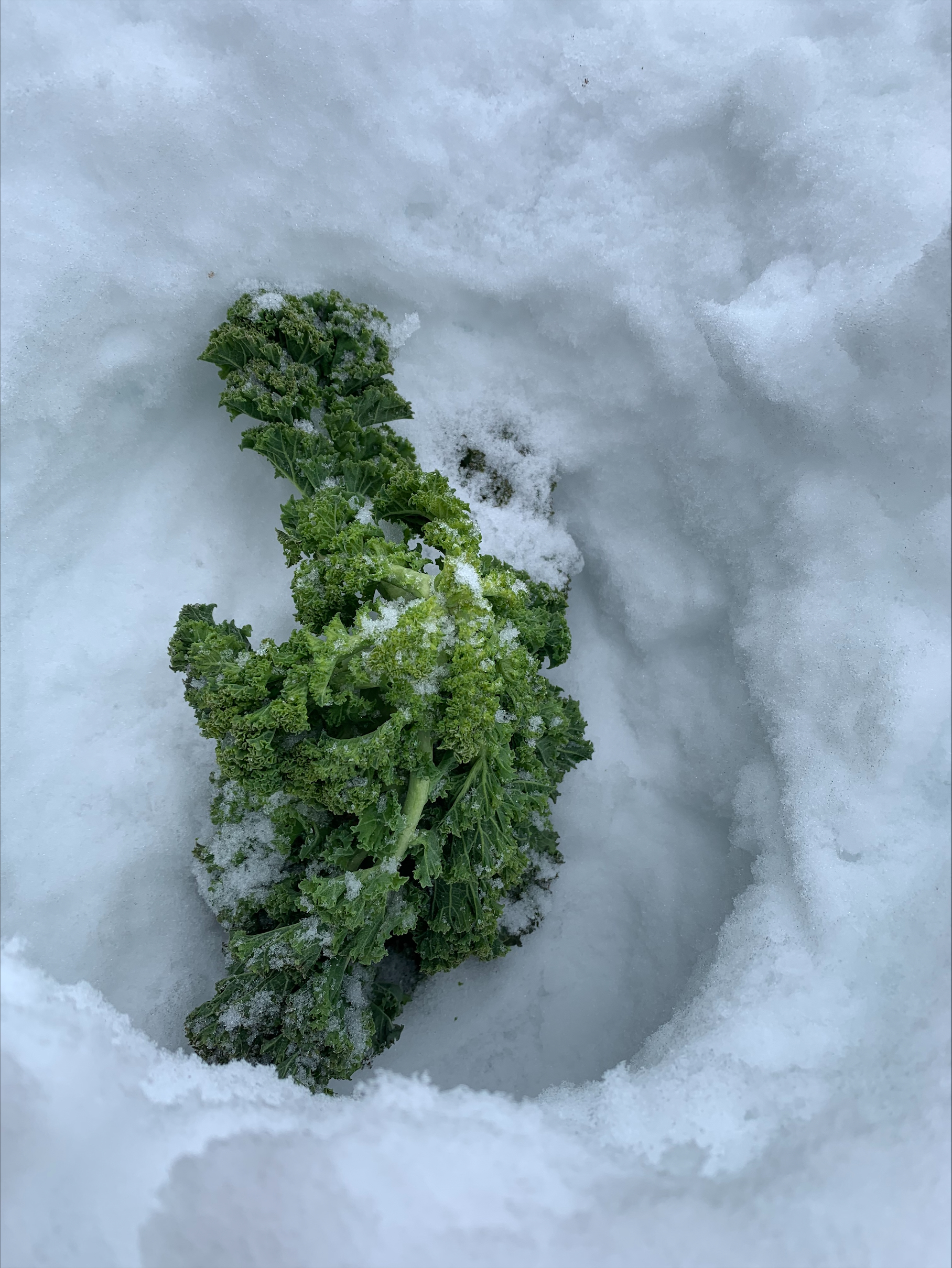 Vi har h&oslash;stet gr&oslash;nnk&aring;l i sn&oslash;en
